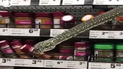 Un serpent de trois mètres découvert dans un supermarché (Vidéo)